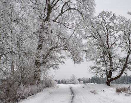 Serene winter landscape featuring a snowy rural road surrounded by frosty trees in Harju County, Estonia.