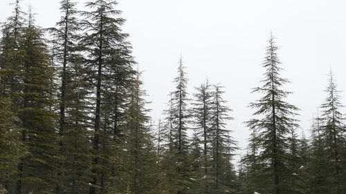 Free Snow-covered evergreen forest with tall trees reaching into a cloudy sky. Stock Photo
