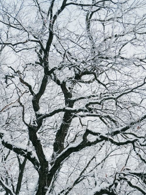 Free Intricate patterns of snow-covered branches in a serene winter forest setting. Stock Photo