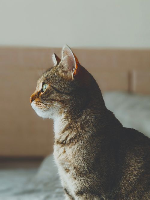 Free Side profile portrait of a domestic tabby cat indoors with natural light highlighting its features. Stock Photo