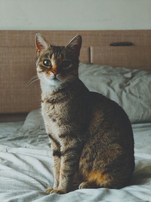 Free A tabby cat sits comfortably on a bed, looking alert and curious. Perfect for lifestyle or pet themes. Stock Photo