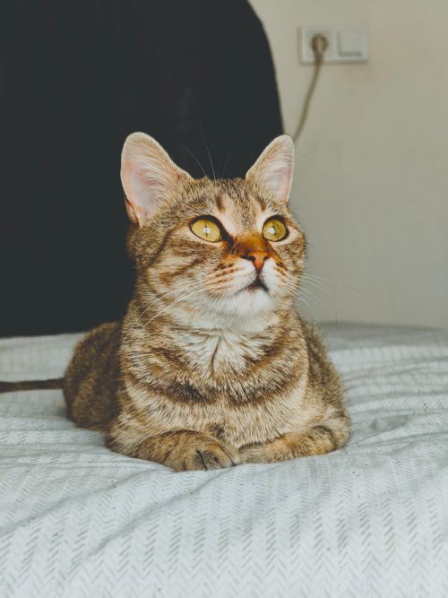 Free Close-up of a tabby cat with golden eyes lounging on a bed indoors. Stock Photo