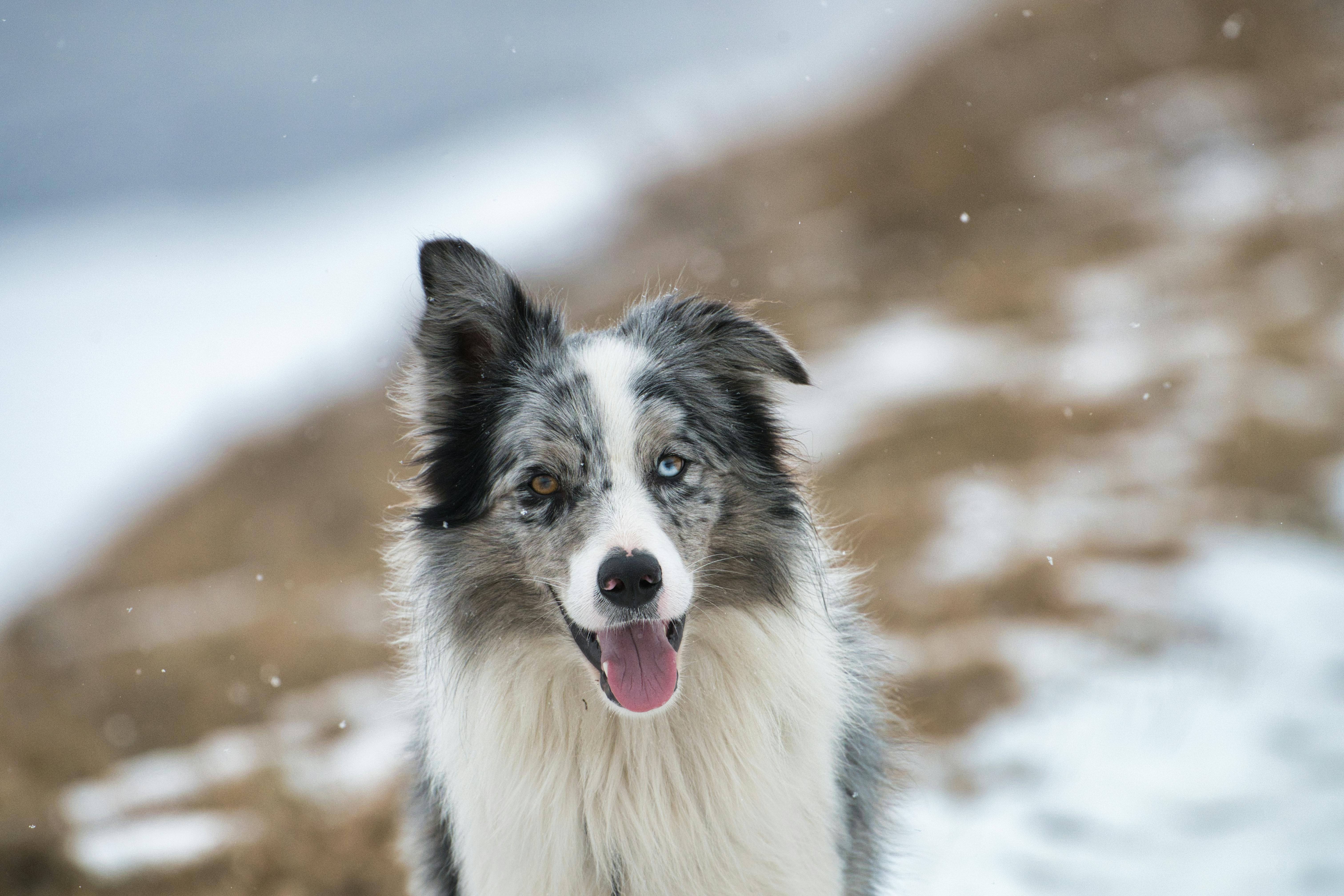 pexels-photo-35815214 Comment voit un chien : ce que la science révèle vraiment sur sa perception visuelle