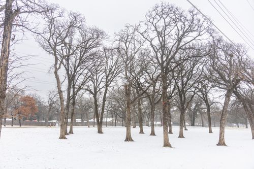 Free Winter landscape featuring snow-covered ground and leafless trees in a tranquil park setting. Stock Photo