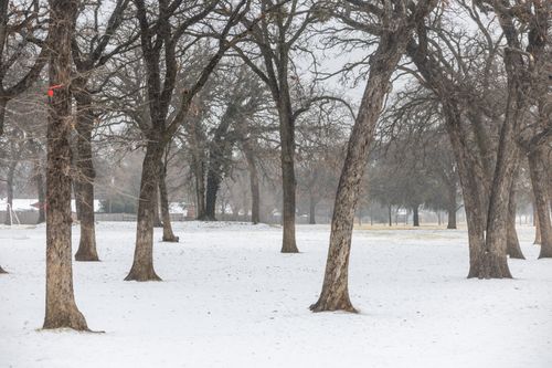 Free Peaceful winter landscape featuring bare trees and a blanket of snow in a quiet park. Stock Photo