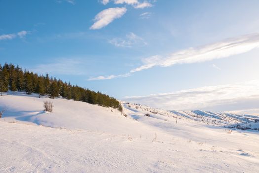 Tranquil snowy landscape with pine trees and a bright blue sky, perfect for winter themes.