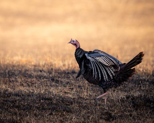 Free A wild turkey strides through a sunlit field, showcasing its colorful plumage against a warm background. Stock Photo