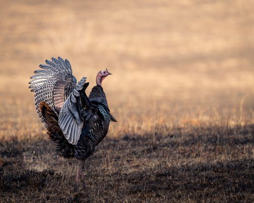 Free A wild turkey spreading its feathers in an open field during daylight. Stock Photo