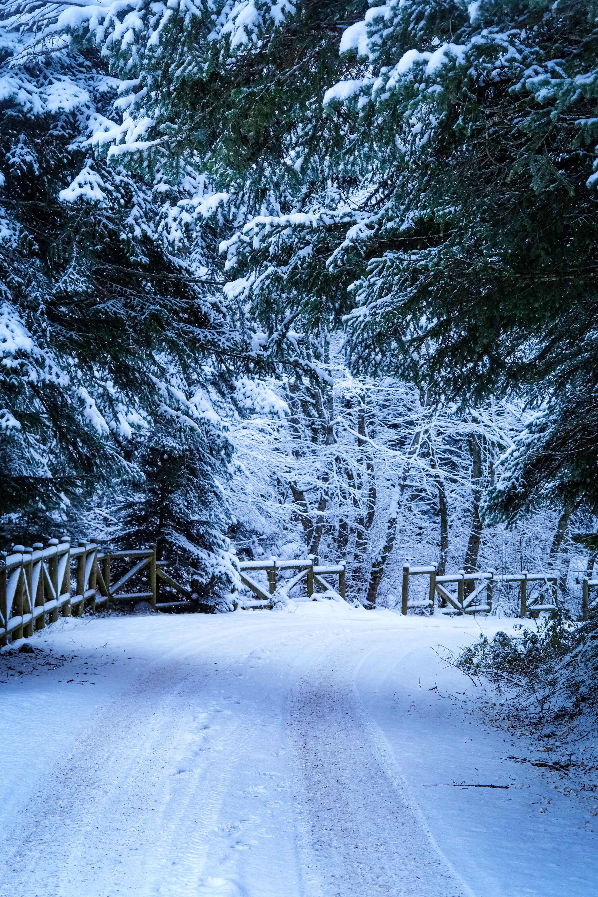 Snow-covered lane at blue hour, photo by Yasin Cifteci on Pexels
