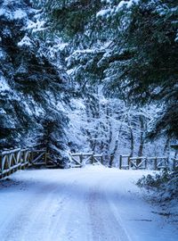 Snow-covered lane at blue hour, photo by Yasin Cifteci on Pexels