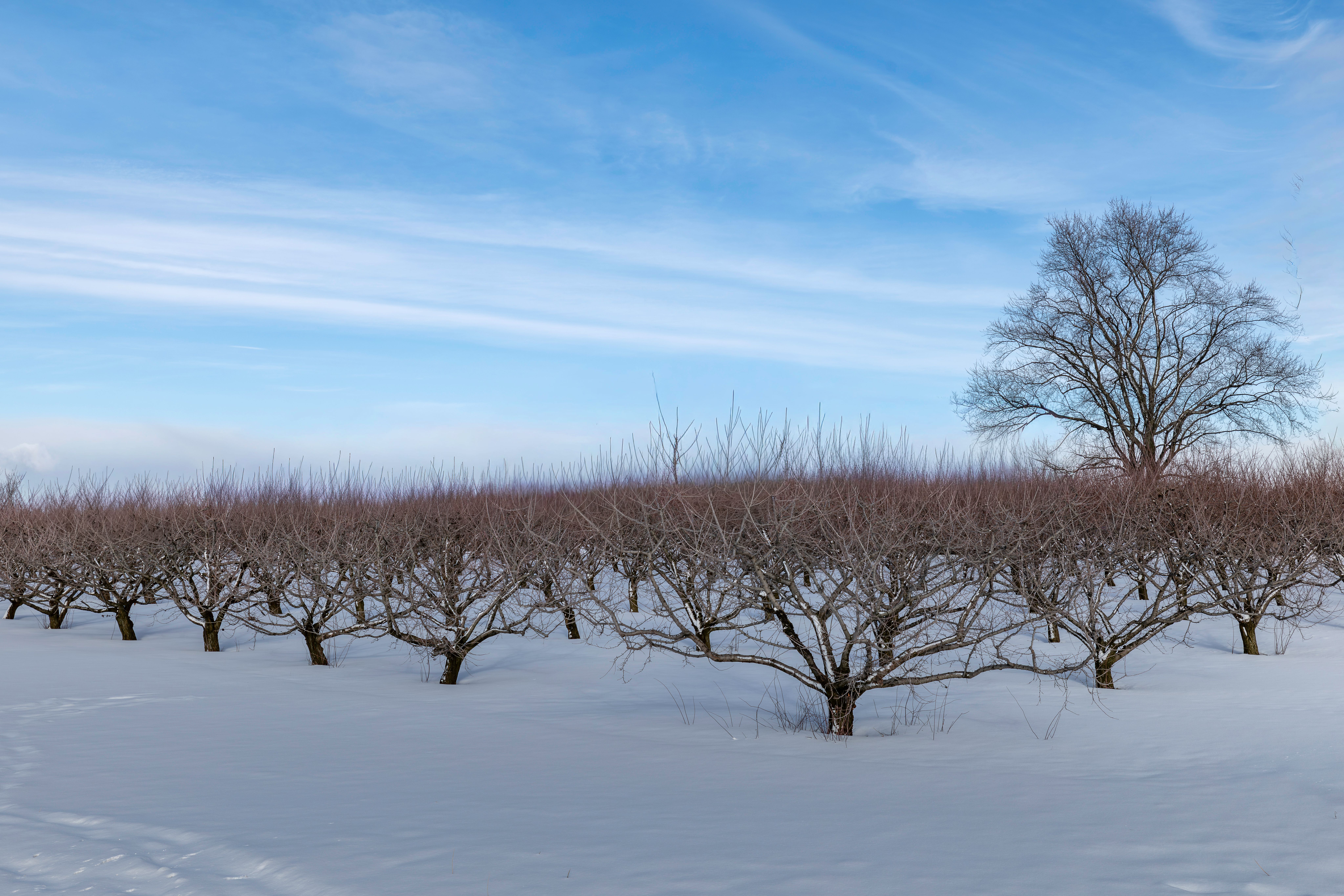 Rows of bare fruit trees in a winter orchard under a clear blue sky — dormant season pruning fruit trees Surrey BC