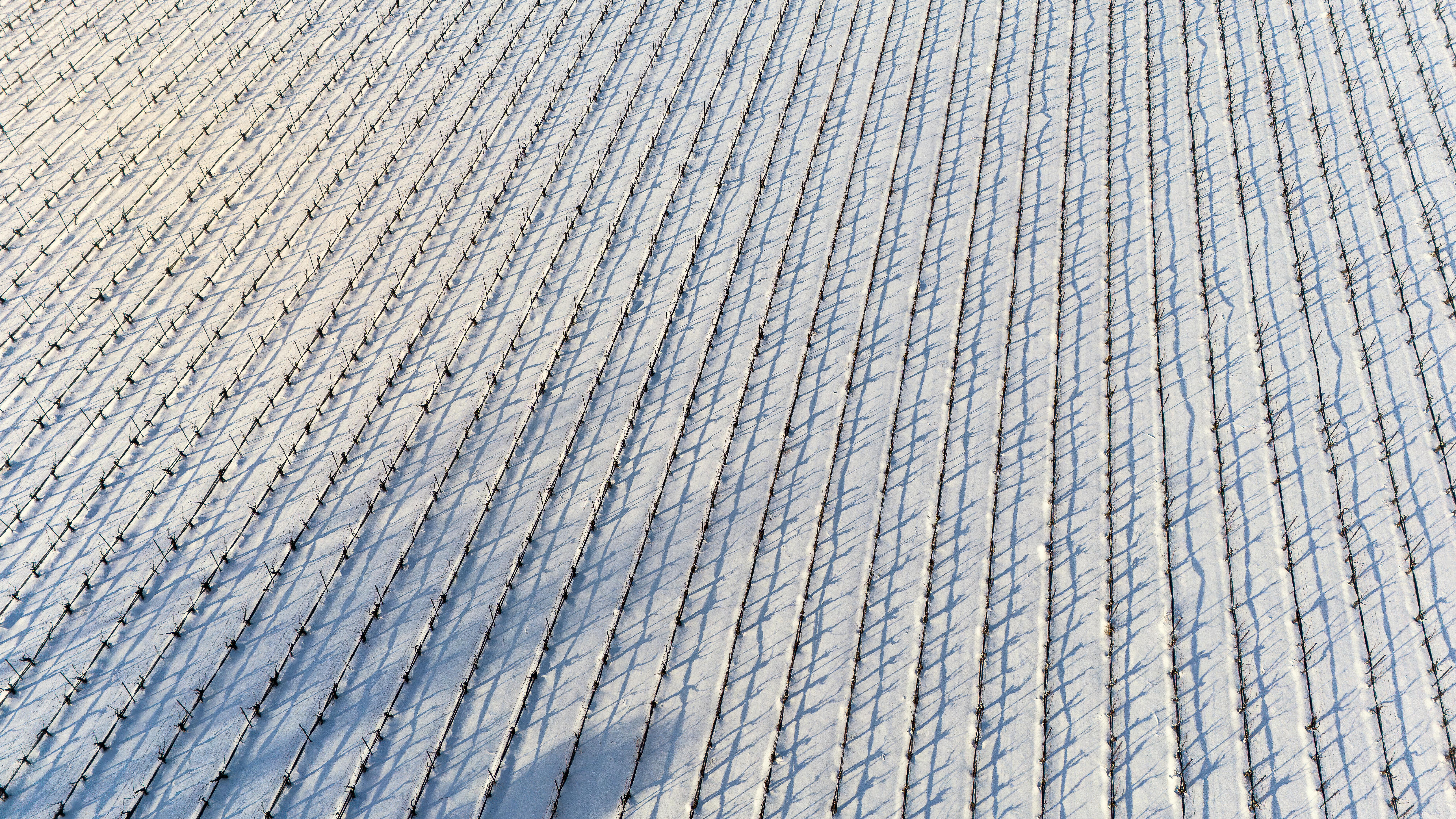 Gratuit Vue aérienne de rangées de vignes recouvertes de neige, montrant les motifs et les ombres en hiver. Photos