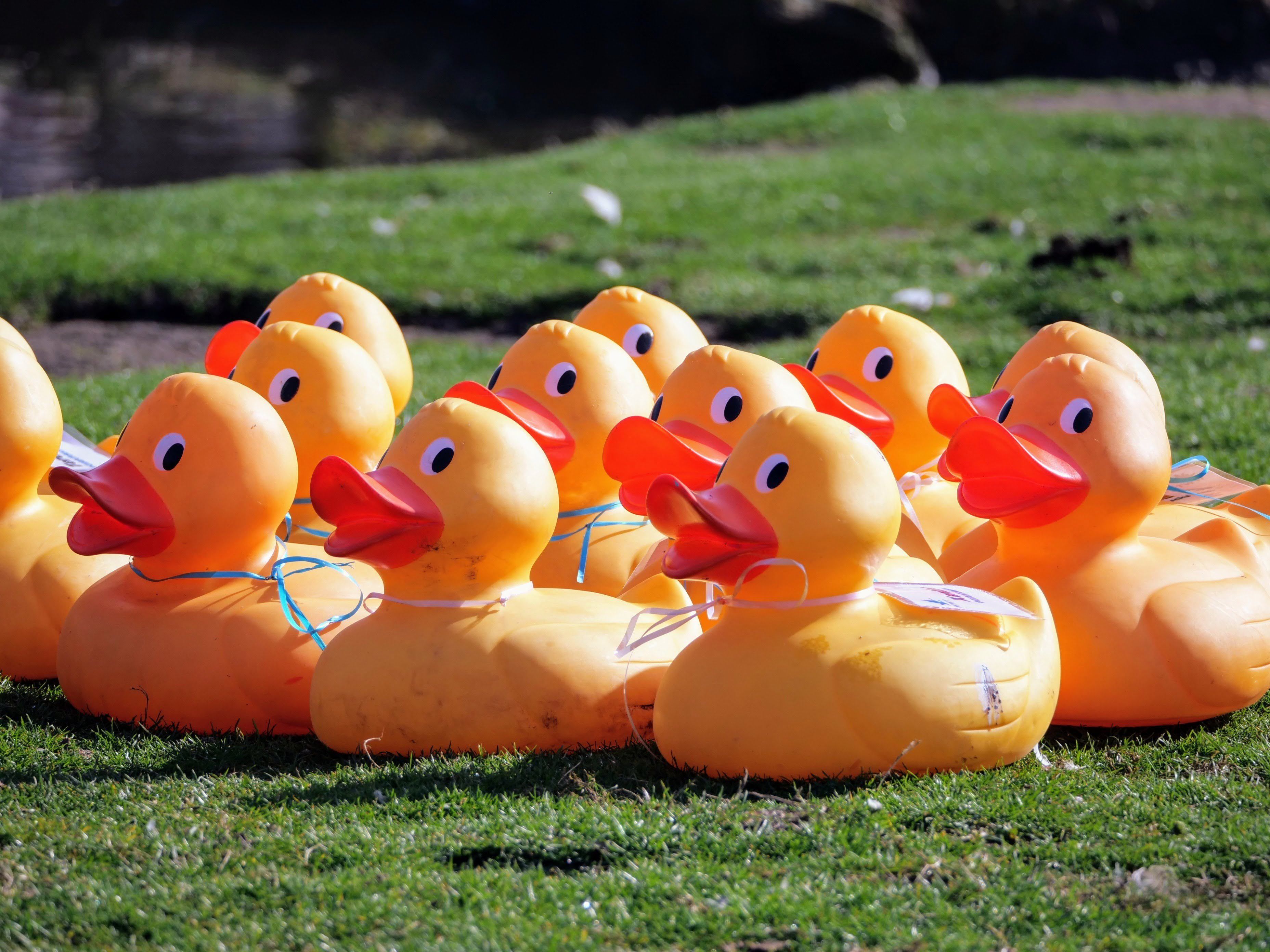 Playful Rubber Ducks on Green Lawn Outdoors · Free Stock Photo