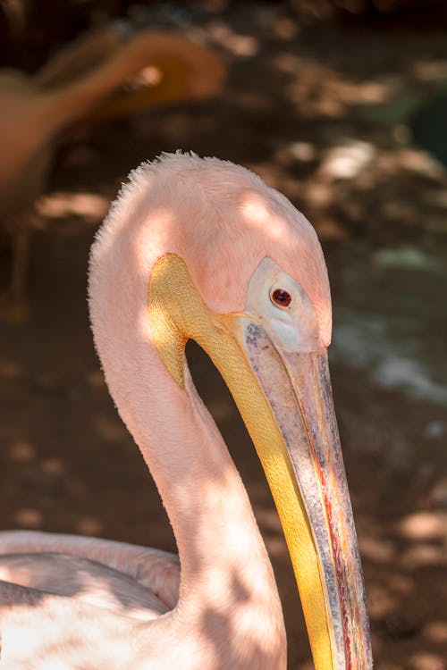 Free stock photo of eyes, jaipur, pelican