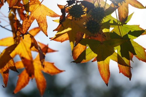 Free Colorful maple leaves illuminated by sunlight, showcasing fall's vivid hues. Stock Photo