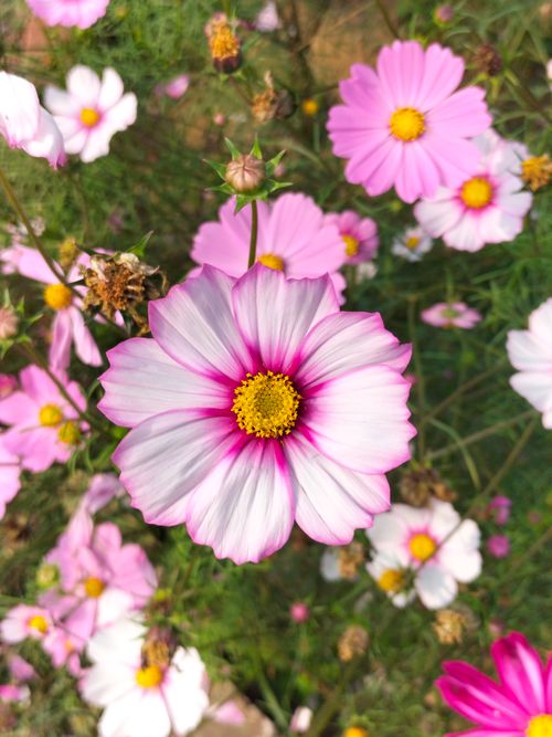 Free Vivid pink cosmos flowers with yellow centers blooming brightly outdoors. Stock Photo