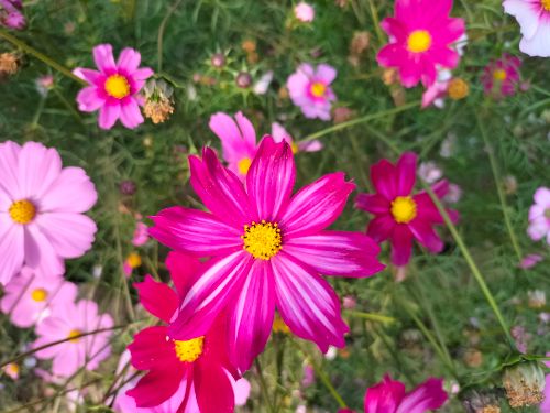 Free A vivid display of pink cosmos flowers in full bloom, showcasing their natural beauty. Stock Photo