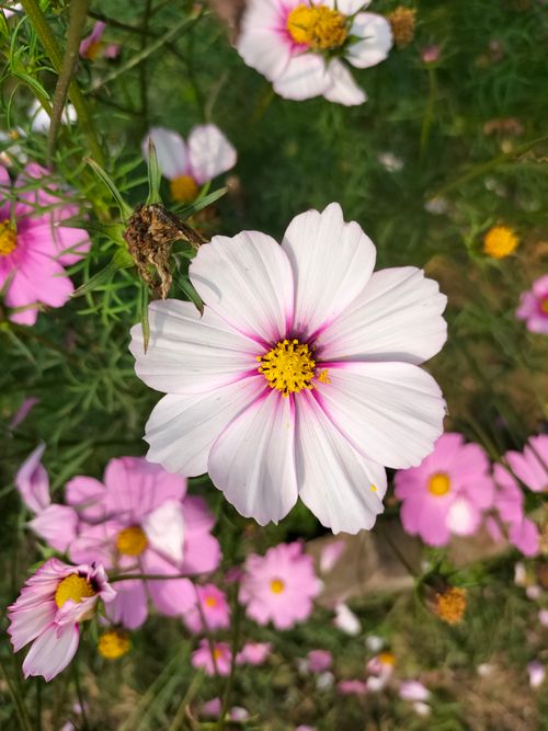 Free Bright pink cosmos flowers blooming in natural sunlight, showcasing their vibrant colors and delicate petals. Stock Photo