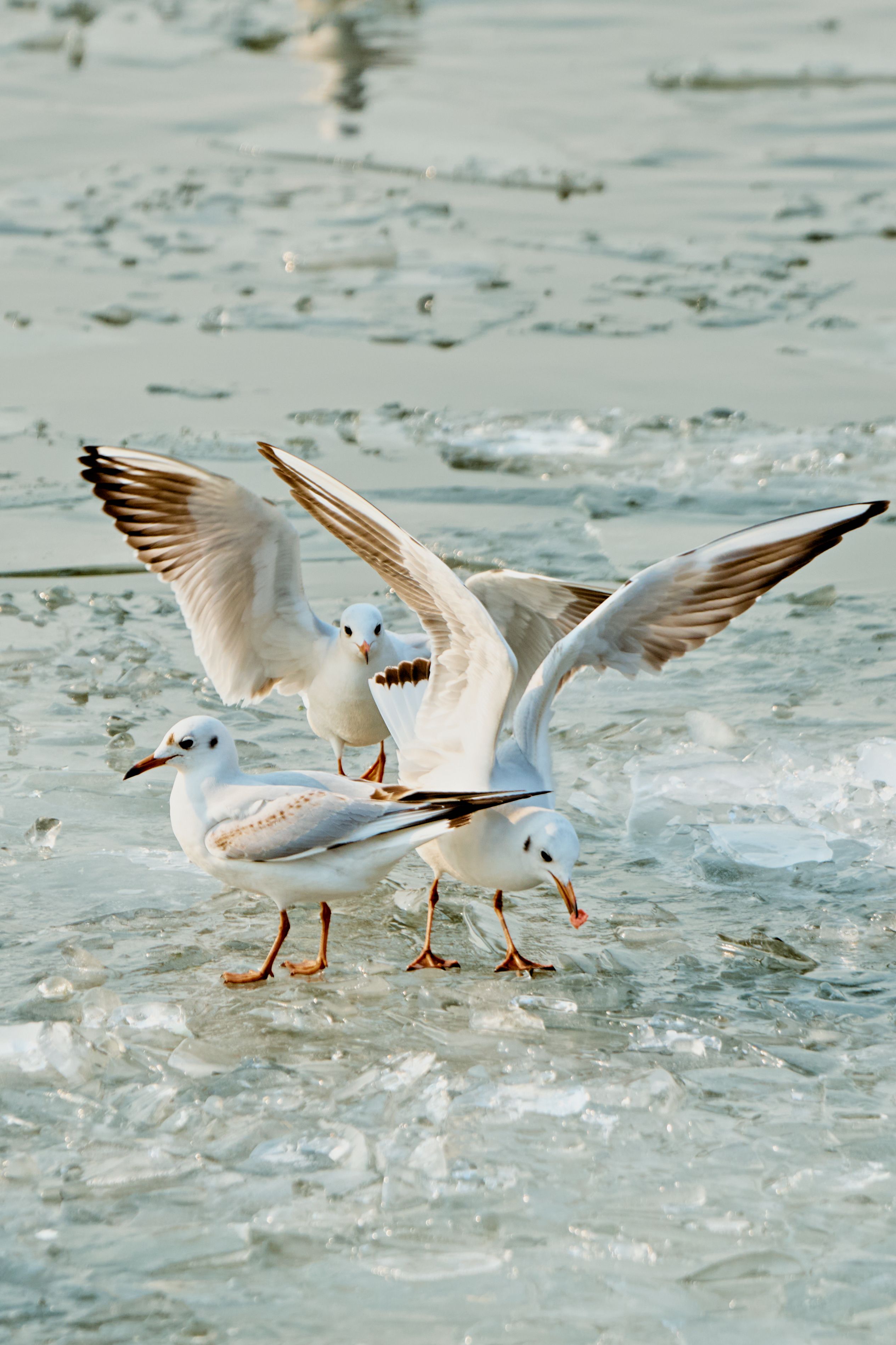 Flock of Seagulls on Ice in Winter Light · Free Stock Photo