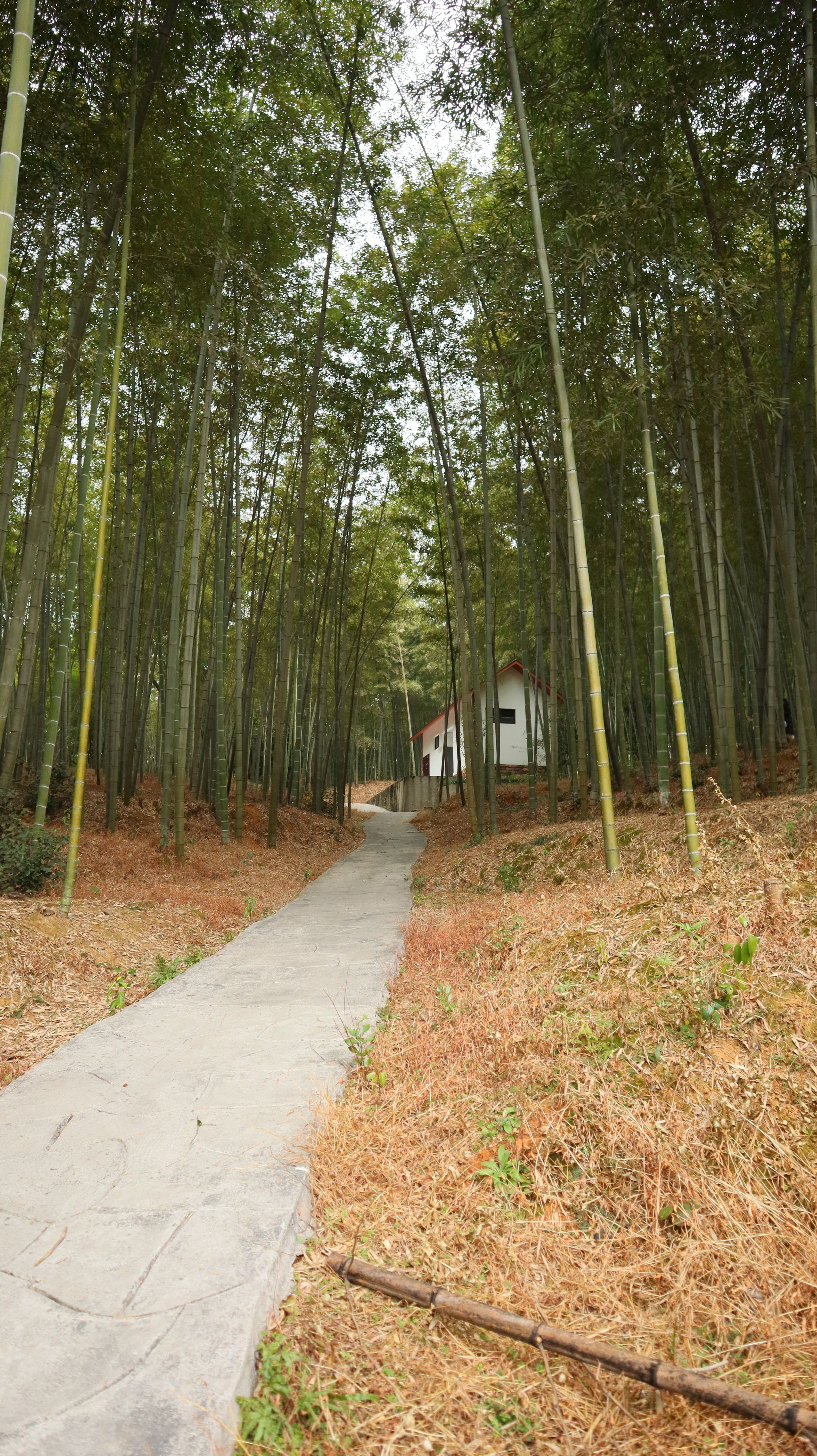 Tranquil path through a lush bamboo forest leading to a secluded house.