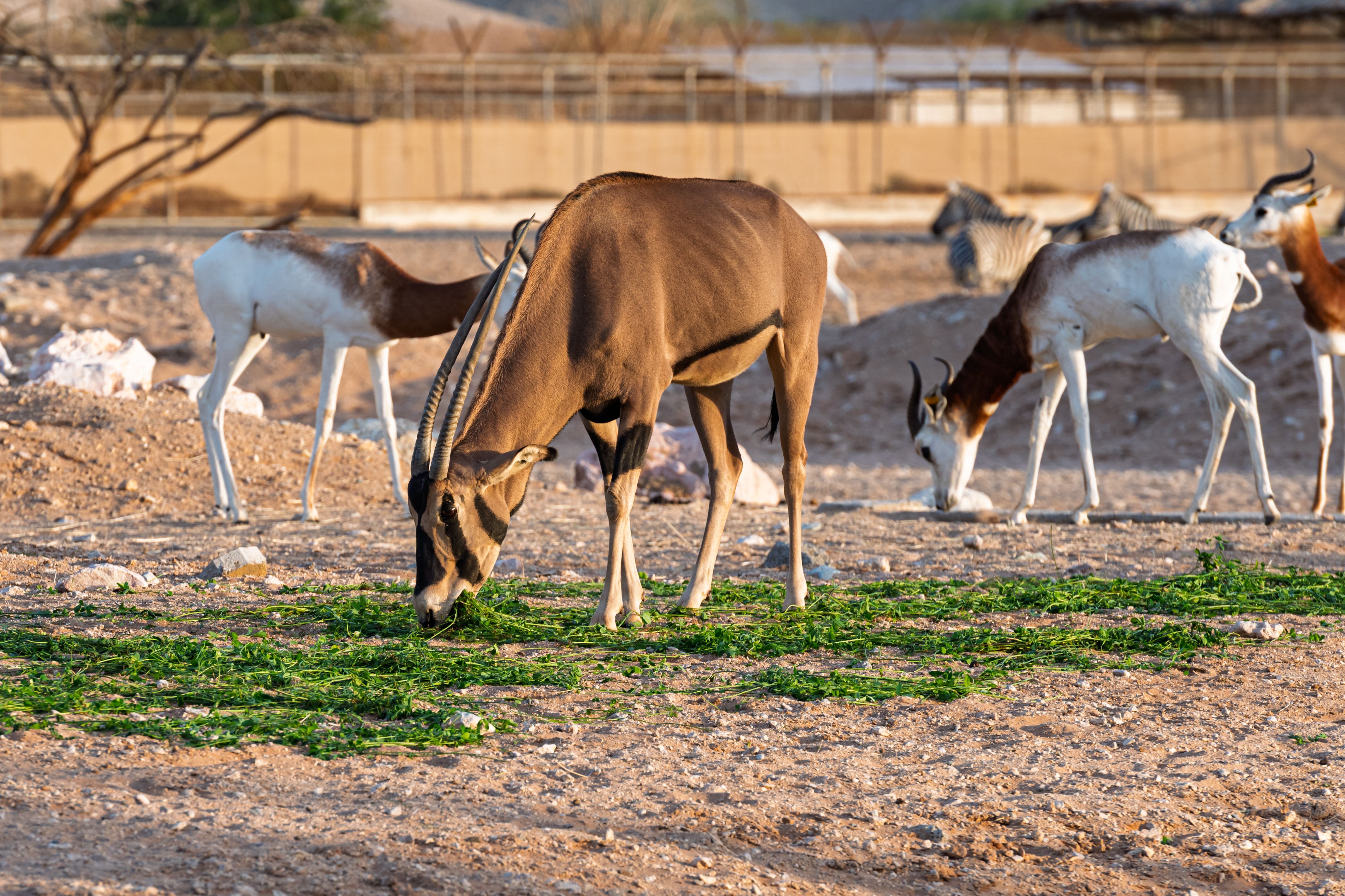 GCC States Expand Animal Sterilisation Programs to Control Stray Populations