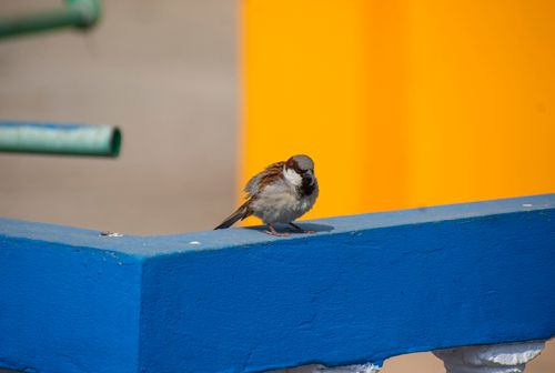 Free House sparrow perched on a vivid blue wall against a vibrant yellow background outdoors. Stock Photo