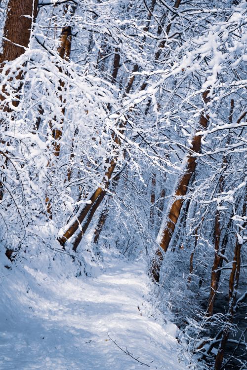Snow-Covered Forest Path in Winter · Free Stock Photo