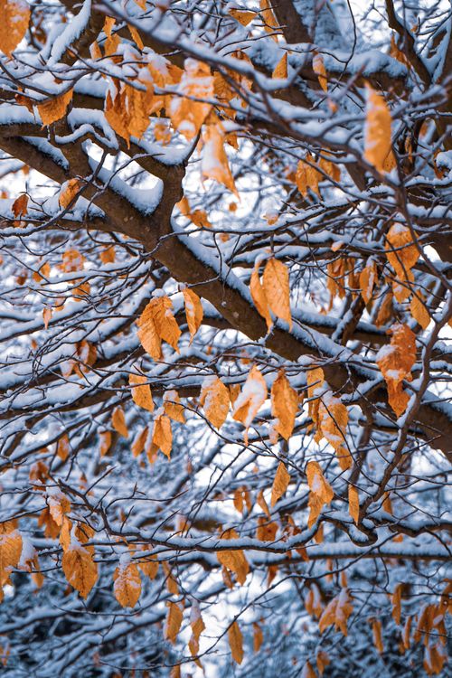 Free Orange leaves on snow-covered branches in a winter scene. Stock Photo