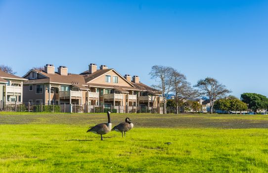 Stedelijk Landschap Met Ganzen Op Een Groen Veld.