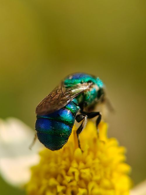 Free Close-up of a metallic green bee on a yellow flower, showcasing vibrant colors and details. Stock Photo