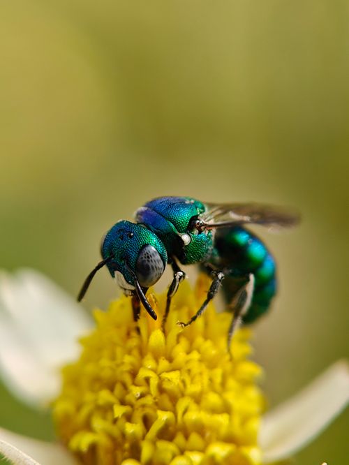 Free Vivid capture of an emerald green bee pollinating a bright yellow flower. Stock Photo