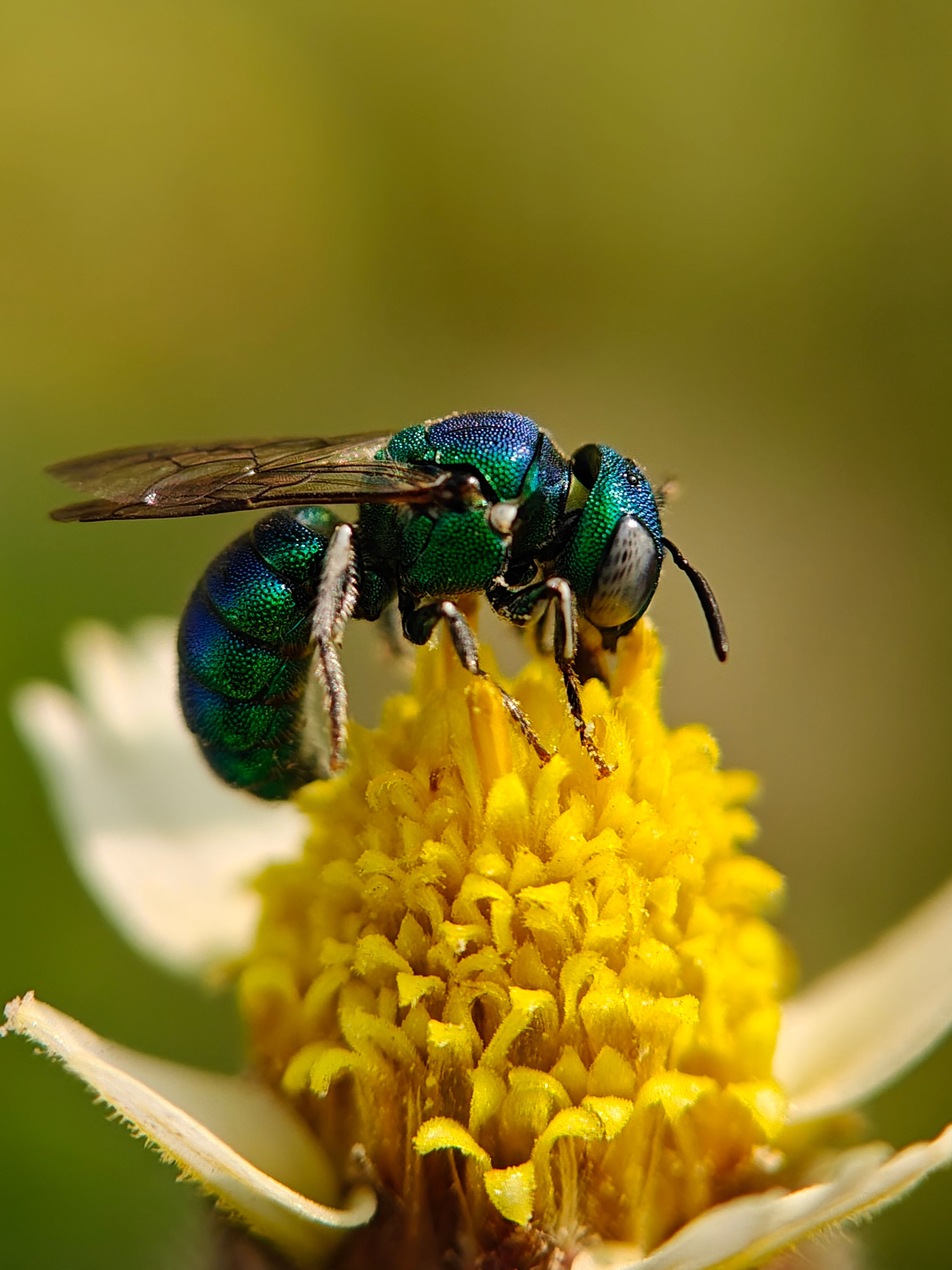 Vibrant Metallic Bee on Yellow Flower Close-Up · Free Stock Photo