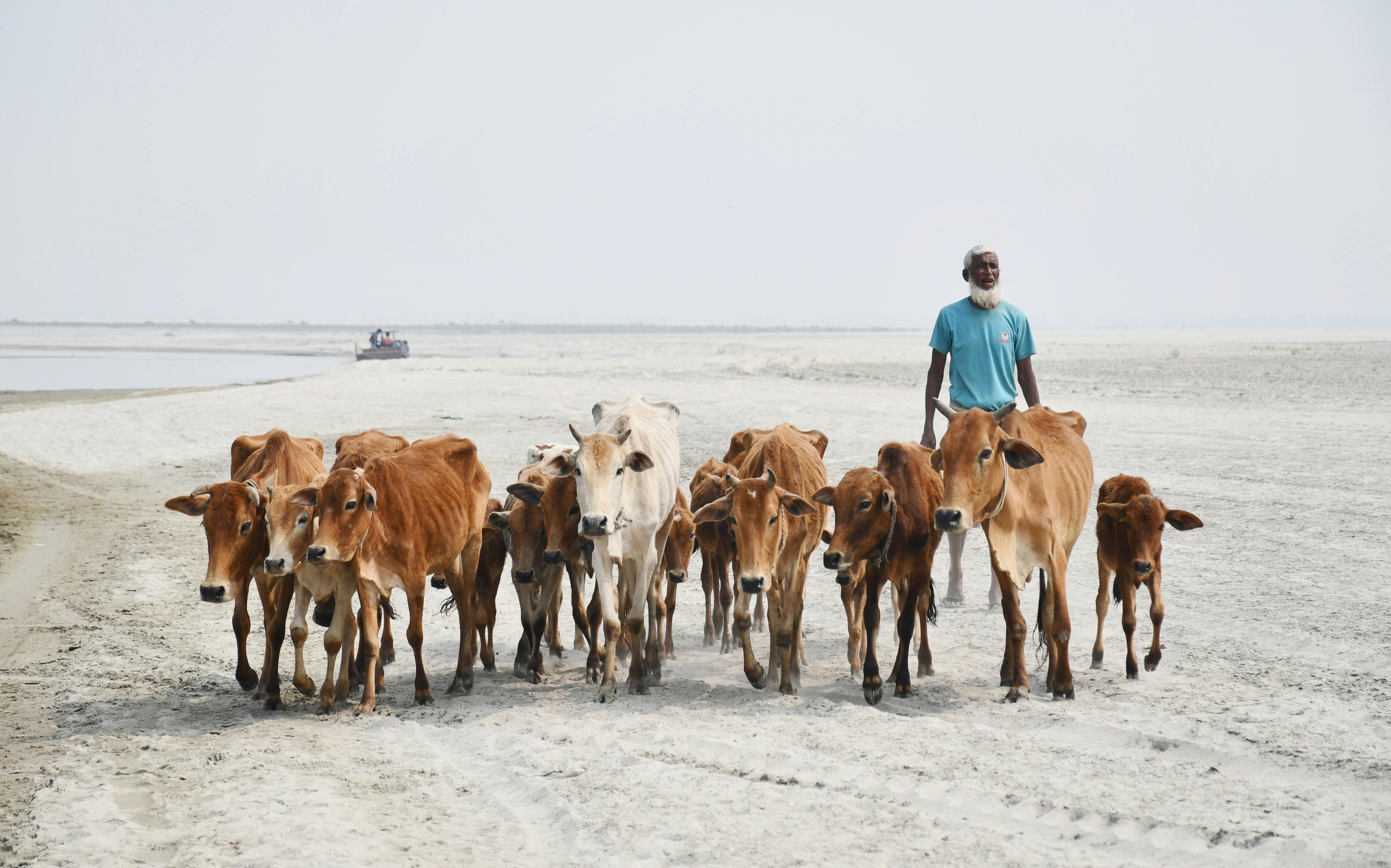 Animal health company is now human-animal bond certified — Photo by masudar rahman on Pexels