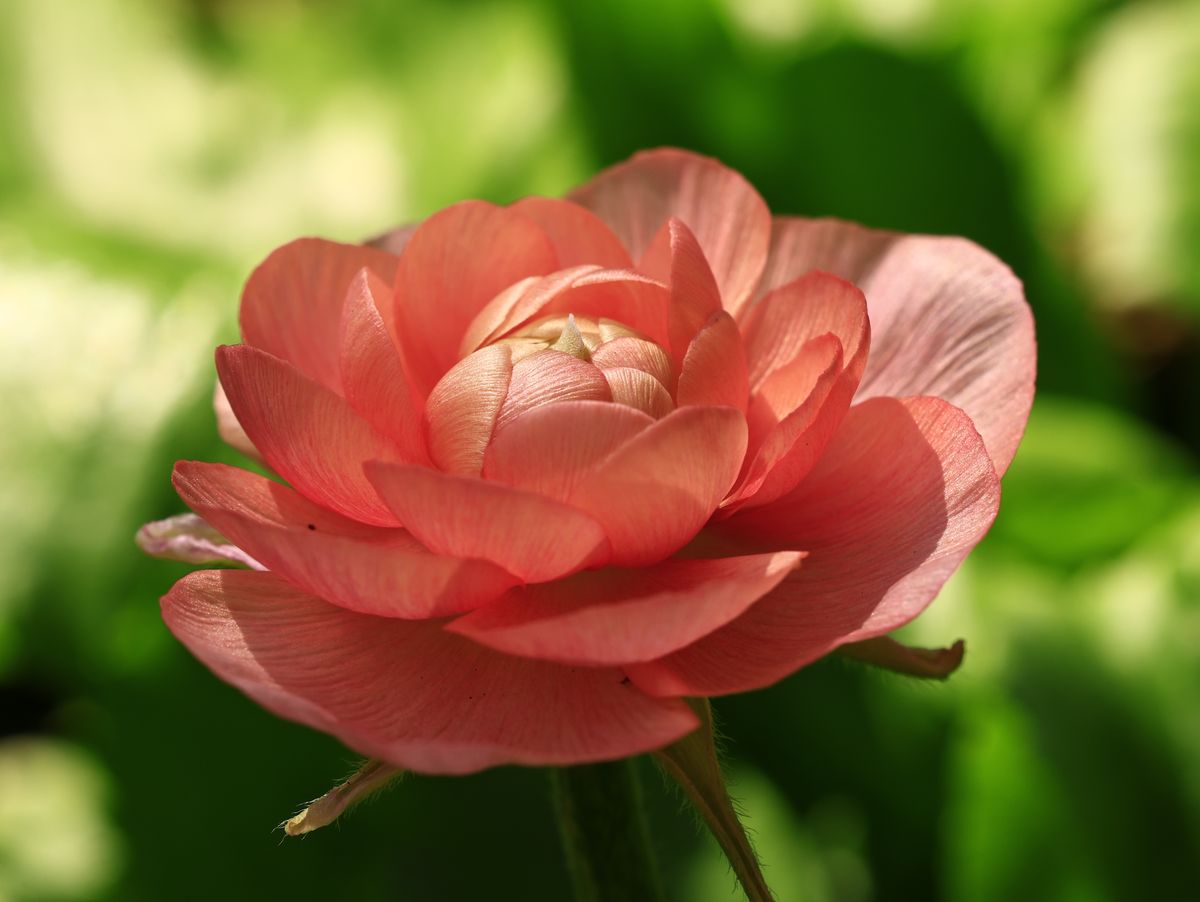 Pink ranunculus bloom in sunlight, photo by 哲聖 林 on Pexels
