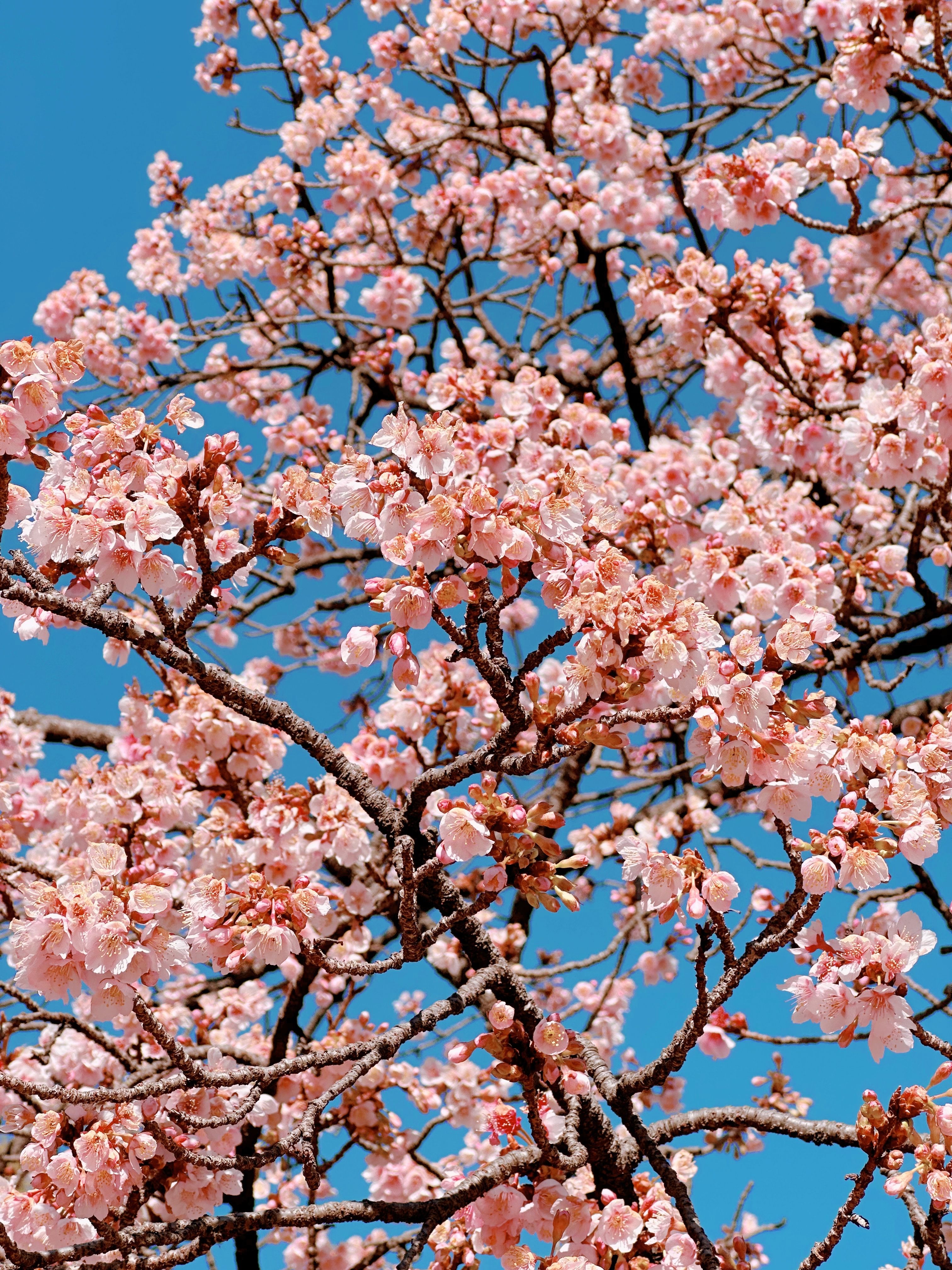 Vibrant Cherry Blossom Tree in Full Bloom · Free Stock Photo