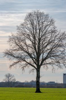 A tall, leafless tree stands in a green field under a cloudy sky in Coesfeld, Germany.
