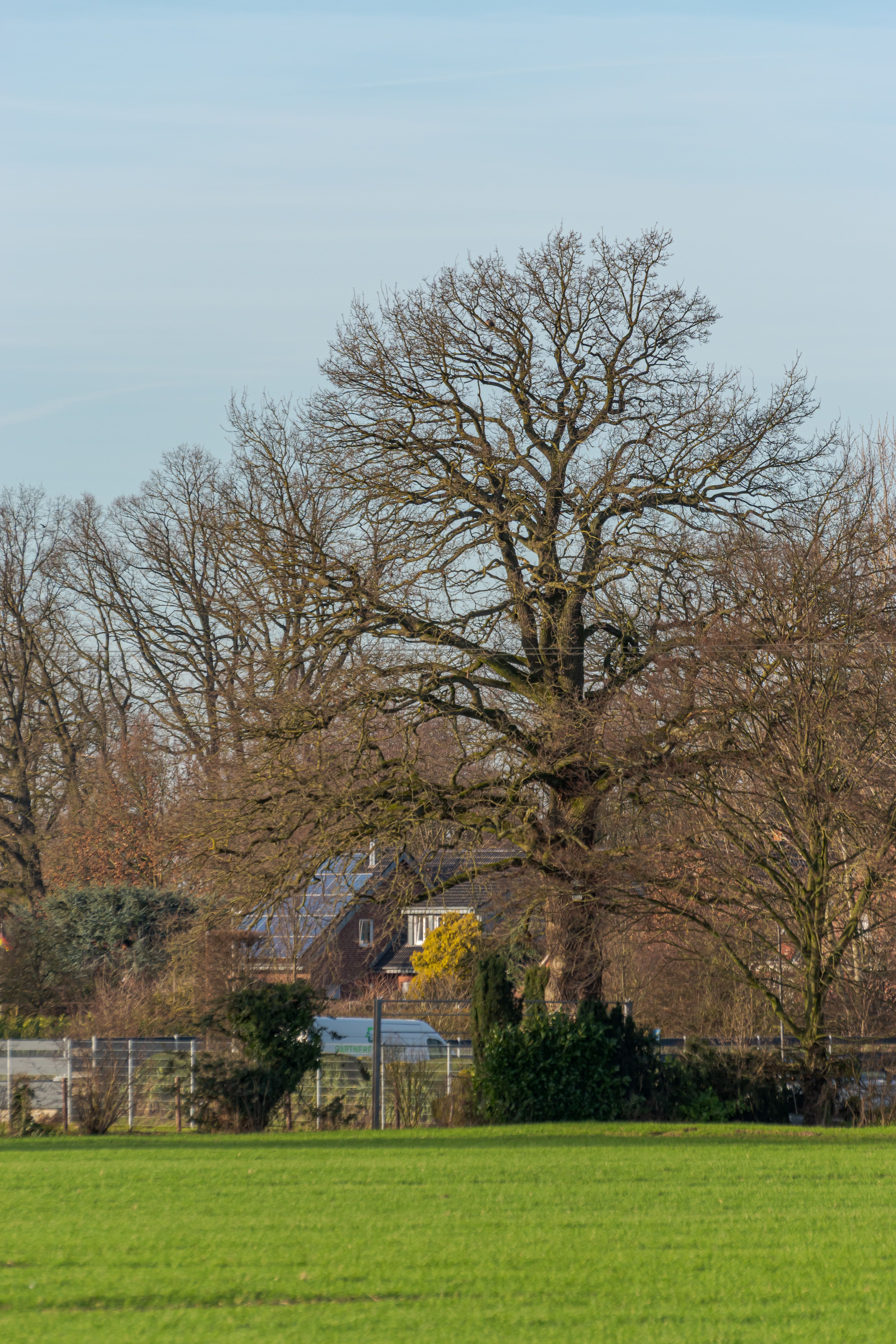 Majestic Oak Tree in Coesfeld Countryside · Free Stock Photo