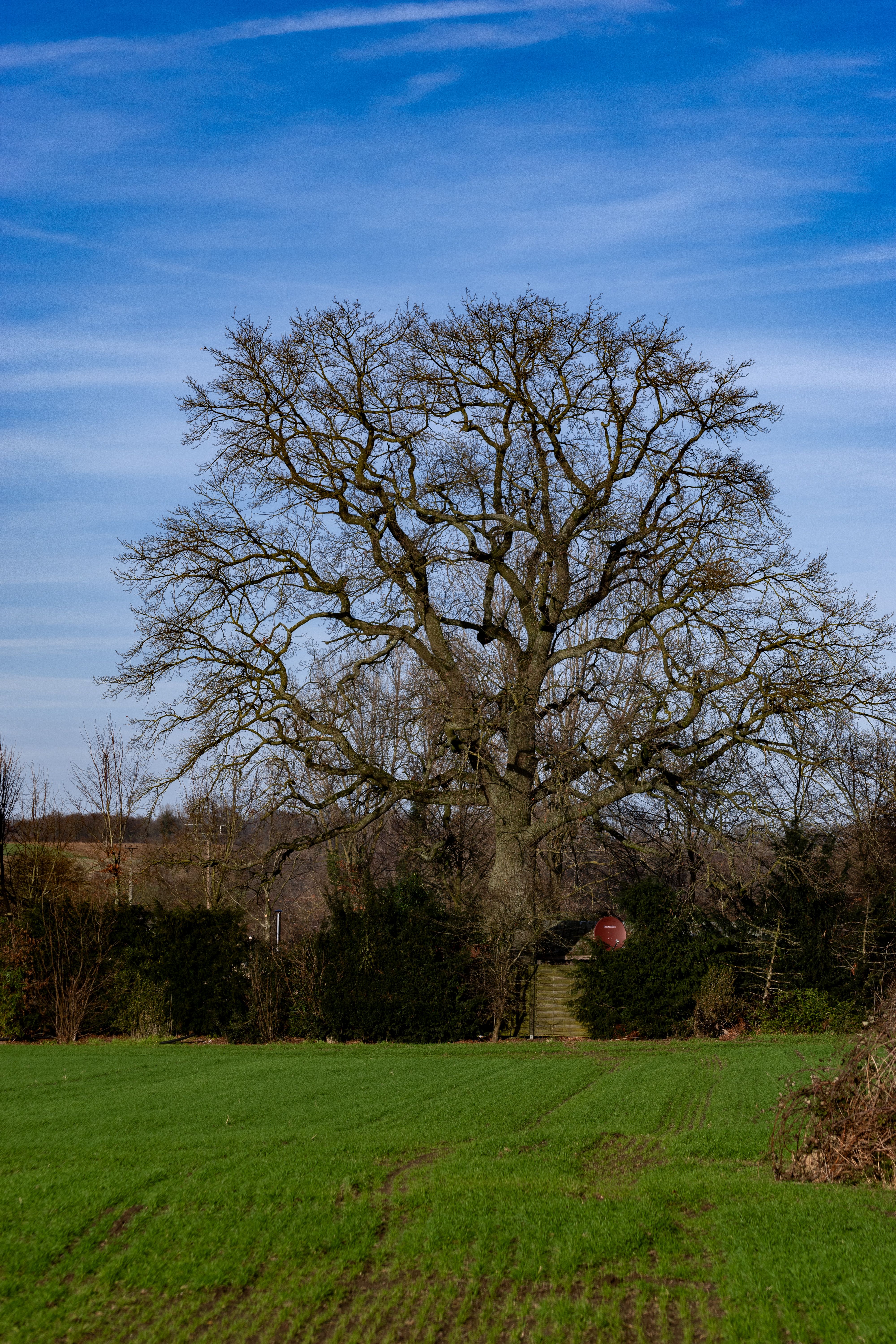 Majestic Oak Tree in Coesfeld Countryside · Free Stock Photo