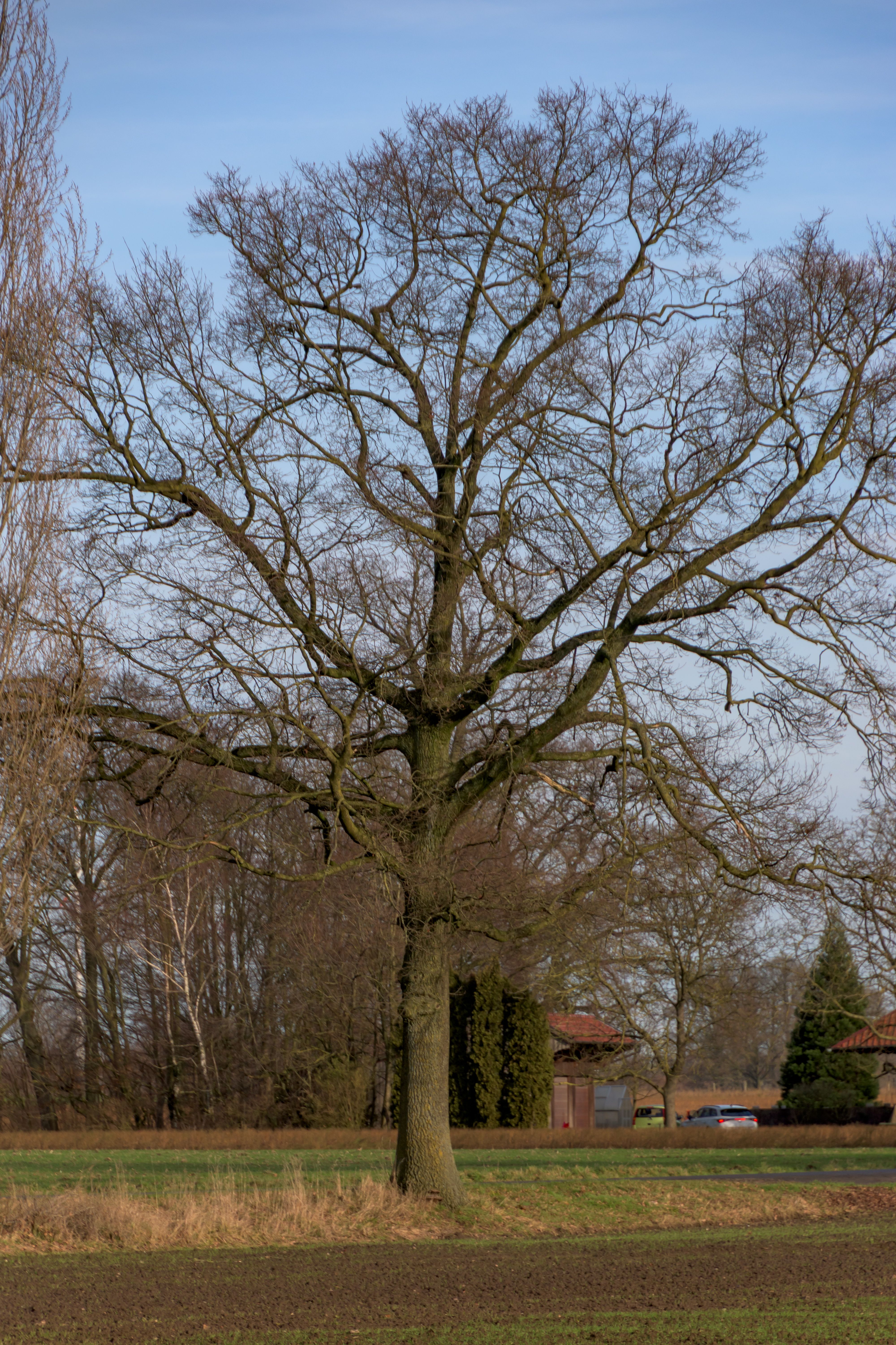 Quercus denuncia l'abbattimento di 1.400 sugheri per l'espansione del parco industriale a Covilhã