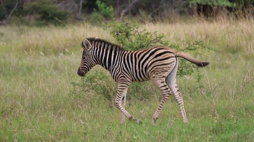 Free A young zebra foal walks through lush green grass in a savannah setting. Stock Photo