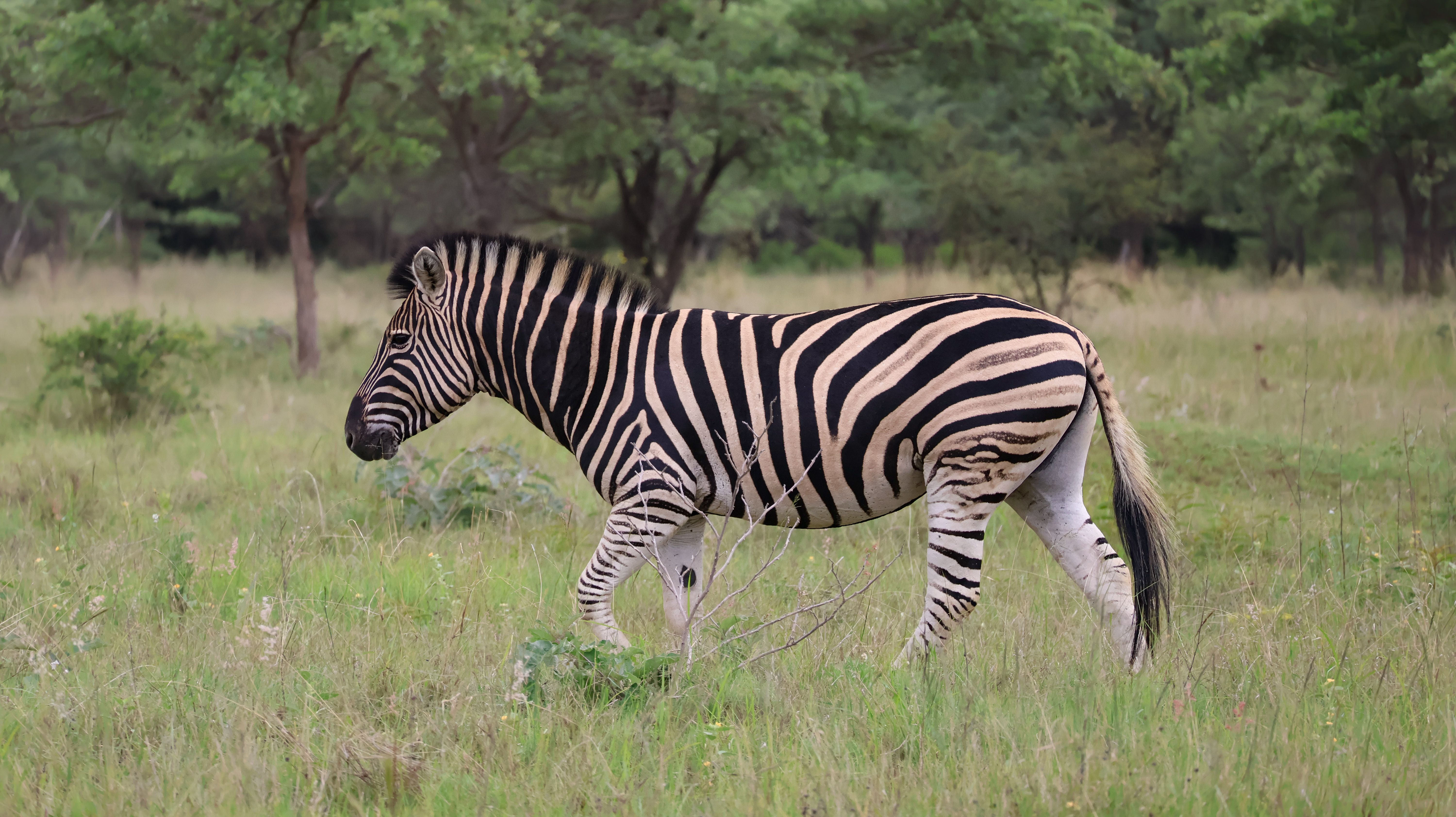 Majestic Zebra in African Savannah Habitat · Free Stock Photo