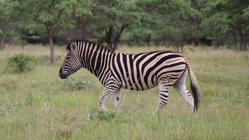 Free A zebra gracefully walking through the green savannah, showcasing its iconic stripes. Stock Photo