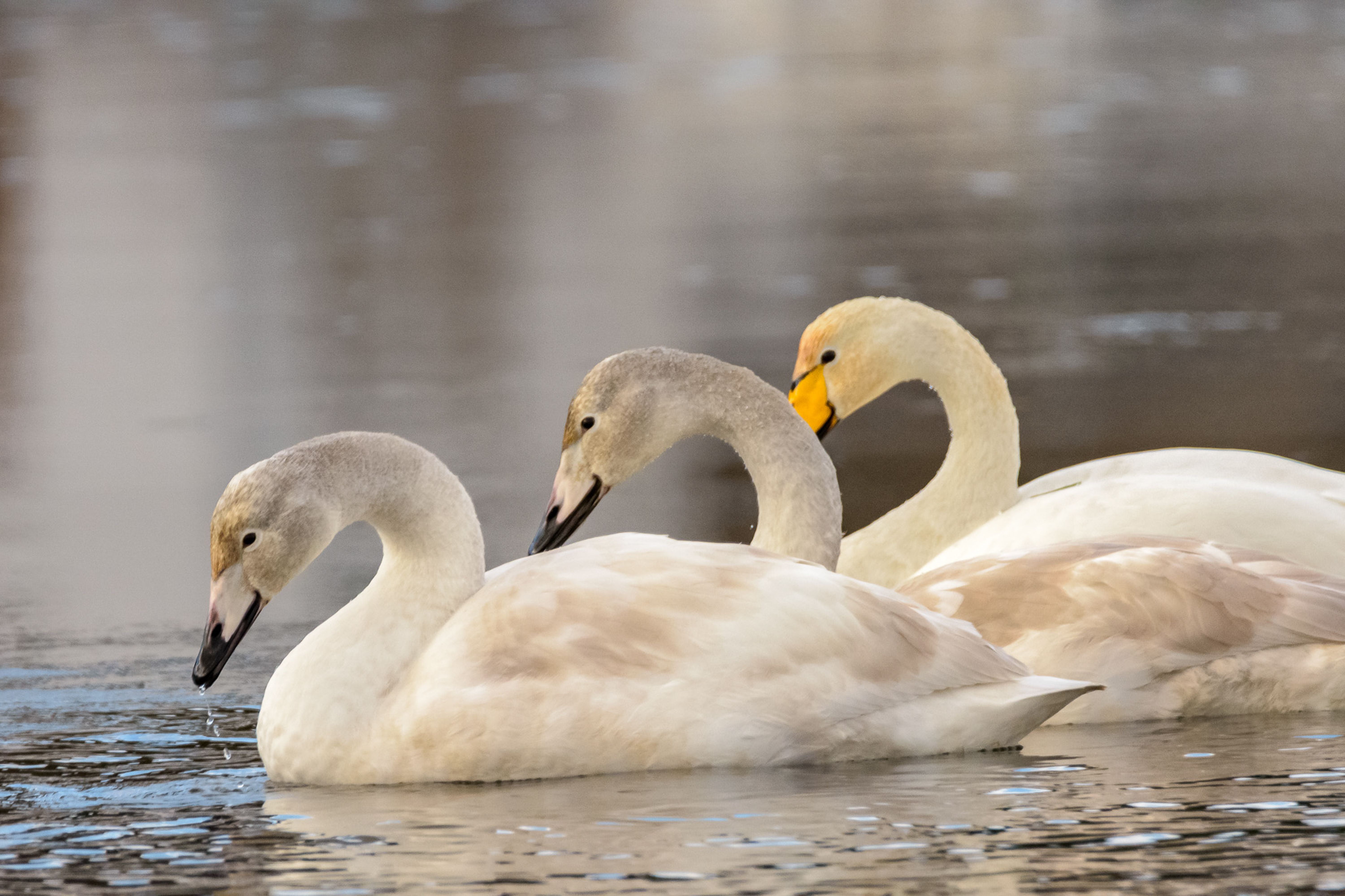 Graceful Swans Gliding on Calm Water Surface · Free Stock Photo