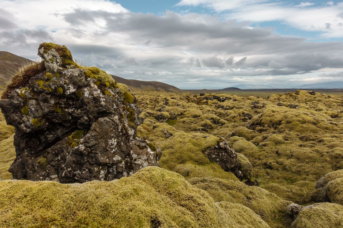 Laugahraun's 1477 flow under a full moss blanket, thick green cushion over the underlying block lava, rolling terrain beneath an overcast sky.
