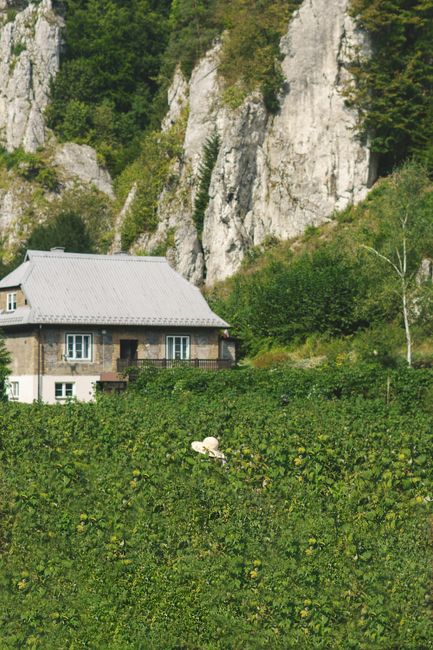 Rustic house nestled amidst dense greenery and rocky cliffs.