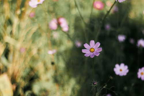 Free Beautiful pink cosmos flowers blooming in a lush, green garden setting. Stock Photo
