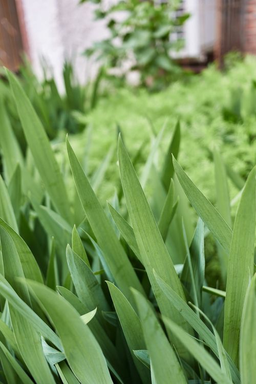 Free A lush close-up of green foliage in an outdoor garden, highlighting natural beauty. Stock Photo