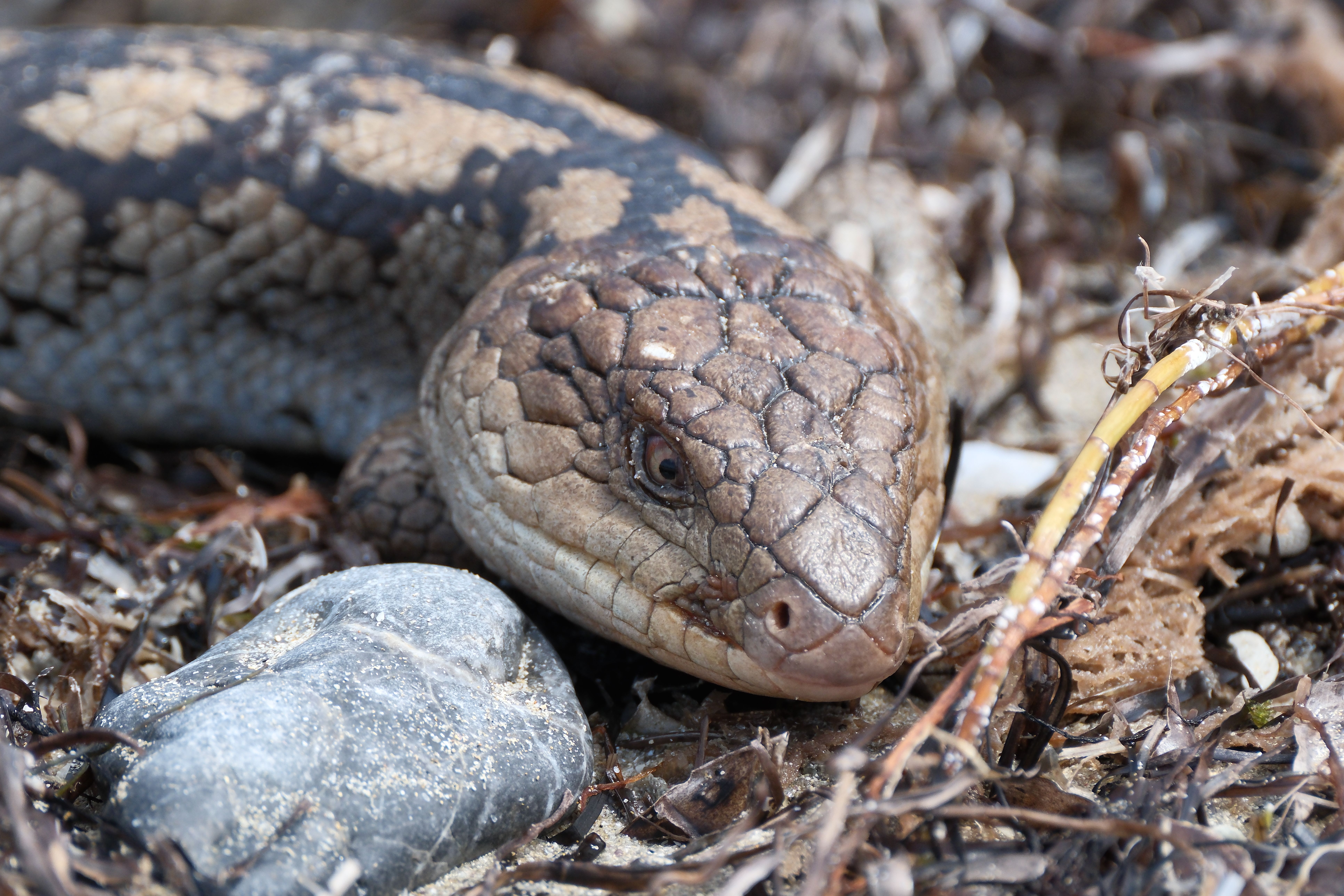 Close-up of a Shingleback Skink in Natural Habitat · Free Stock Photo