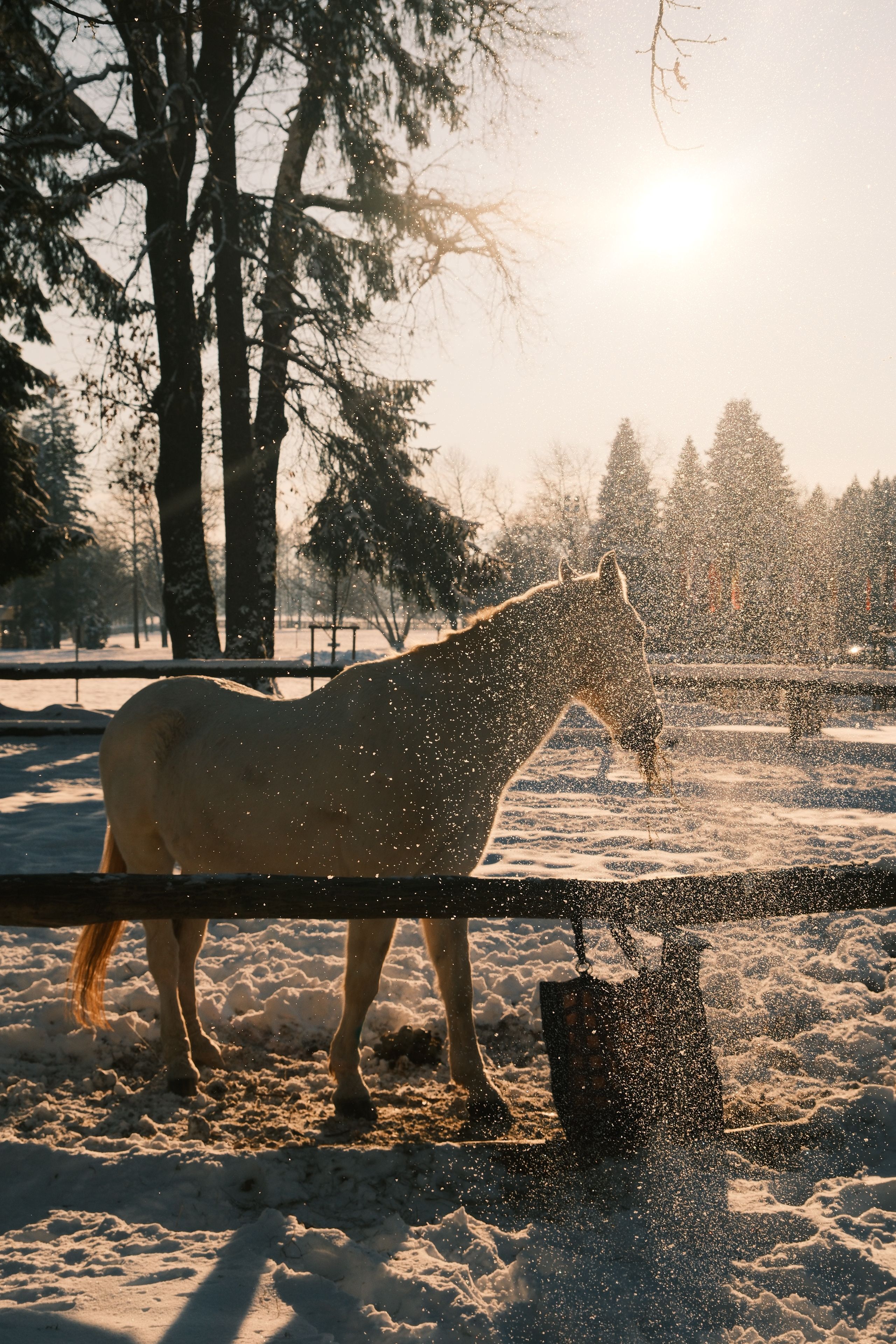 Majestic Horse Standing in Snowy Sunset · Free Stock Photo