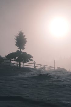 A silhouetted tree in a misty winter landscape during sunrise, creating a serene and moody scene.